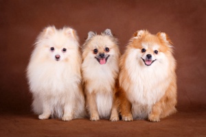 perro Pomerania, una raza ideal para niños