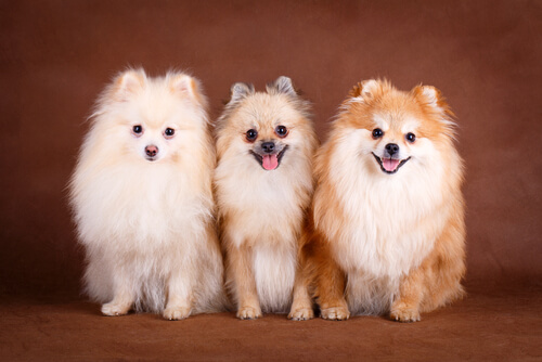 tres pomerania