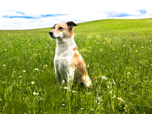 Las 9 bases de la psicología canina: entiende a tu perro y controla los malos hábitos