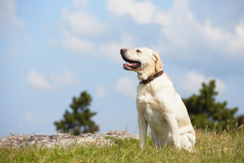 Los perros actúan de una determinada manera porque su psicología así se lo permite