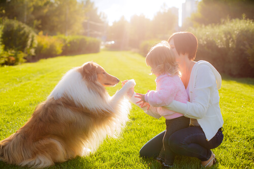 Para entender muchos de los hábitos de los perros conviene conocer la psicología canina