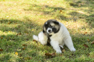 Cómo eliminar garrapatas con manzanilla