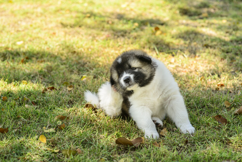 pulgas perro