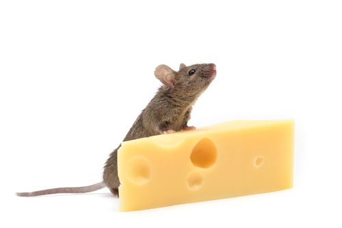 raton