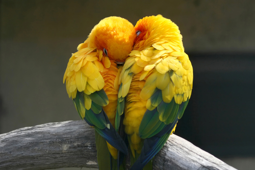 sexo loros 2