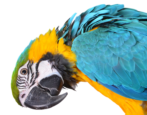 sexo loros 3