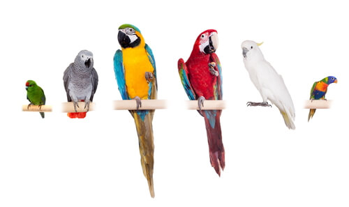 Cómo saber el sexo de un loro