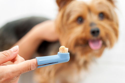Cepillar los dientes de los perros: por qué y cómo