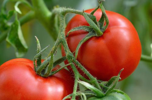 tomate