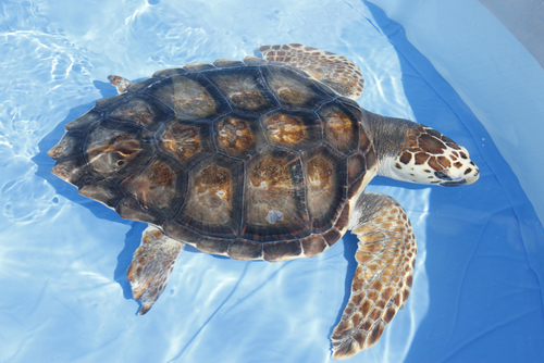 tortuga de agua