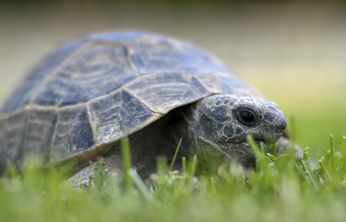 Cómo cuidar de una tortuga