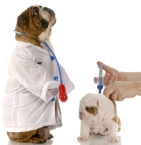 las pautas de vacunación de los perros?