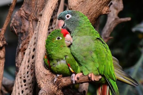 Parrots cuddling together on a branch
