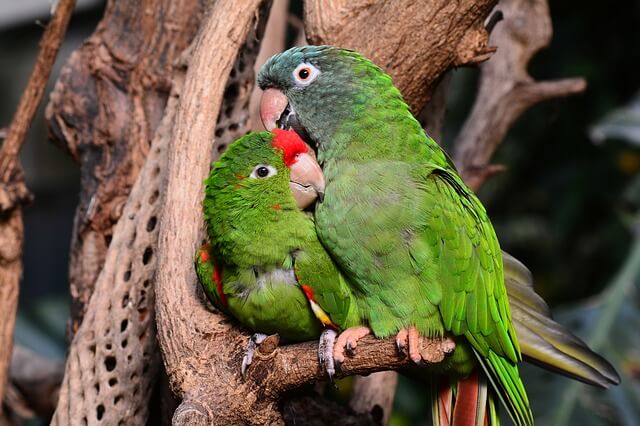 Pareja de agapornis