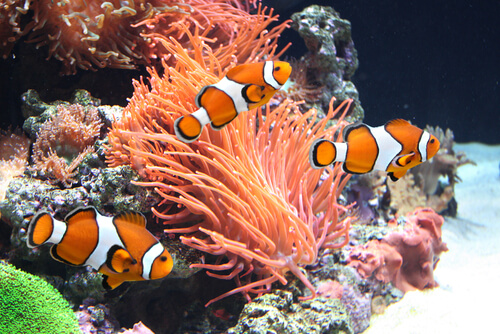 Peces payaso nadando