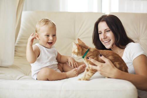 10 motivos para adoptar un gato adulto