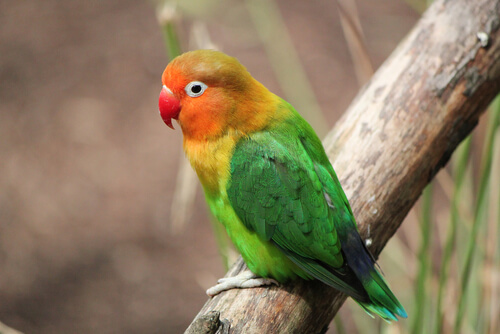 El agapornis destaca por su plumaje de diversos colores