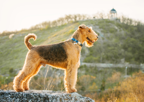 airedale terrier 2