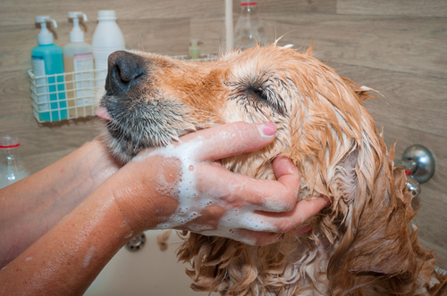 bañar a un perro 2