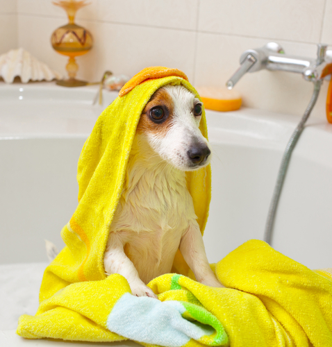 bañar a un perro 3