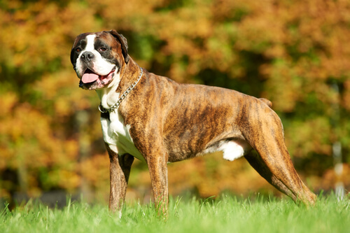 Un boxer in campagna.