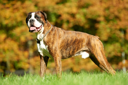 El bóxer es una raza de perro de origen alemán