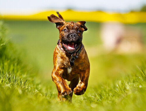 Perro boxer corriendo