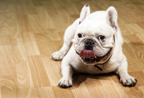 El bulldog francés es característico por su nariz achatada