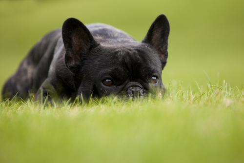 bulldog français noir allongé dans l'herbe