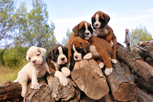 Boxer pups.