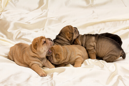 Cachorros recién nacidos.