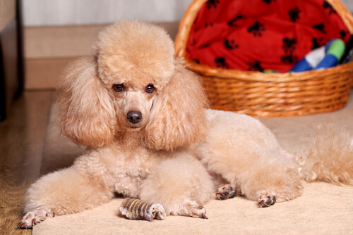 Caniche