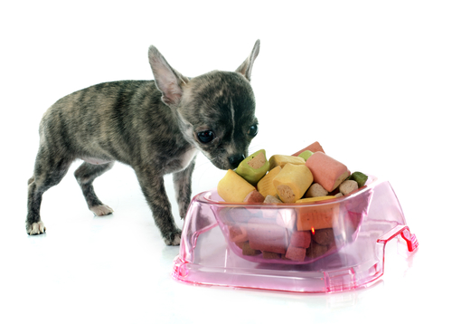 comida y perro