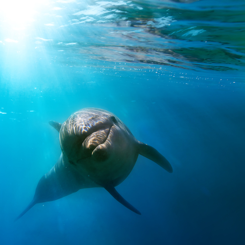 delfin