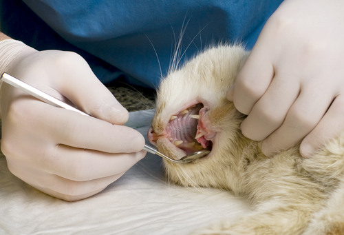 dentadura gato 2