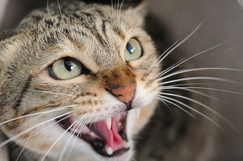 ¿Qué dice la dentadura de tu gato?