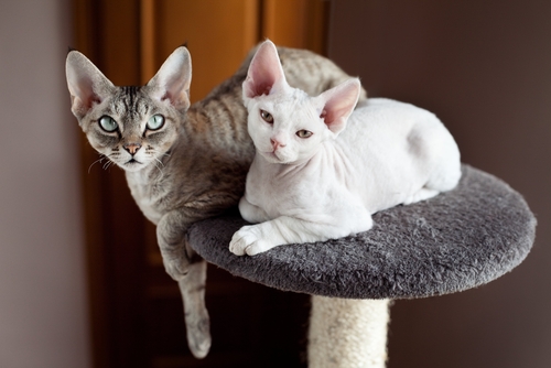 Pareja de gatos de raza Devon Rex.
