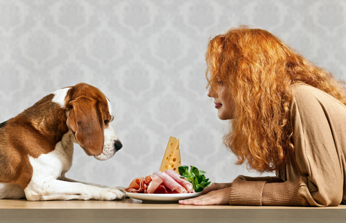 un chien et une femme face à une assiette rempli de jambon, fromage et salade