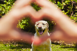 La importancia de la dieta para el corazón de tu perro