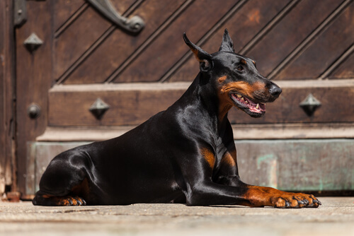 Doberman laying on the ground