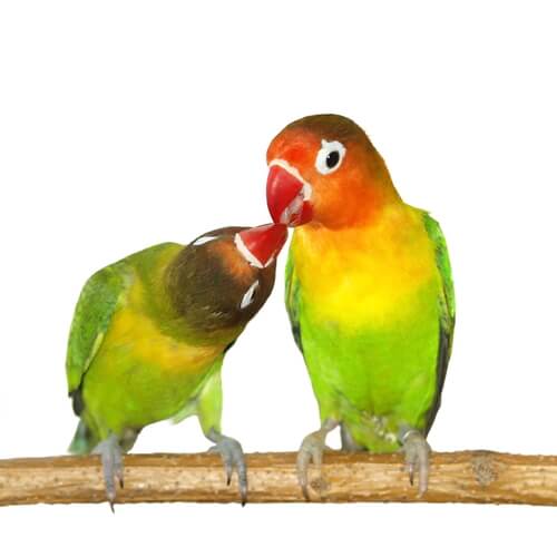 Los agapornis son un género de aves exóticas que suelen vivir en pareja