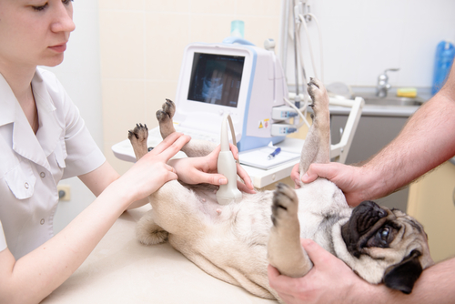 Uso del escáner en la medicina veterinaria