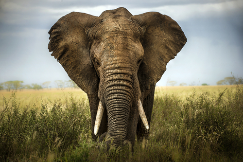 Animales como el elefante corren verdadero peligro de extinción