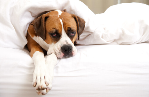 fiebre perros