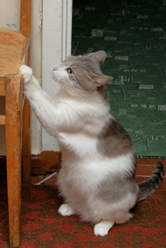gato 2