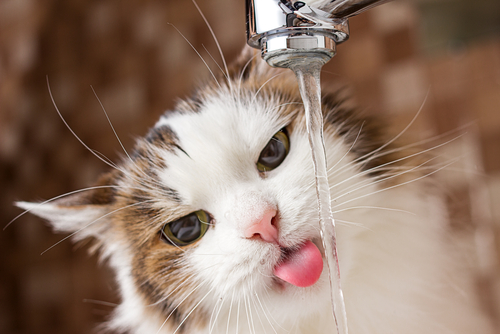 La hidratación en los gatos: es imprescindible ingerir agua