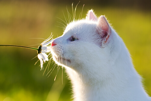 13 Trucos para alejar a los gatos de las plantas