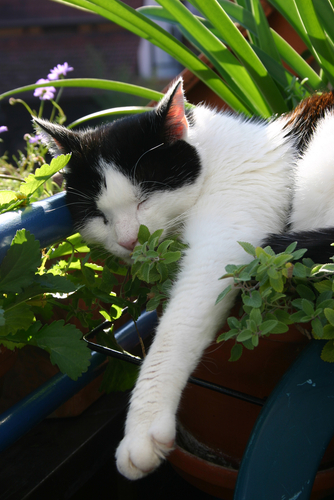 Kat slaapt in een plant