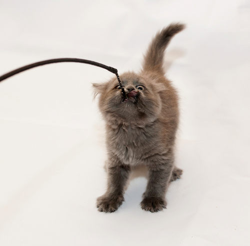 gato jugando