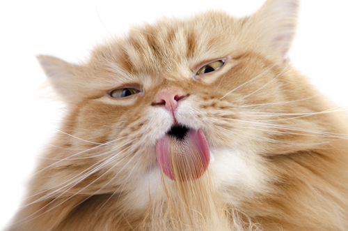 gato lamiendo
